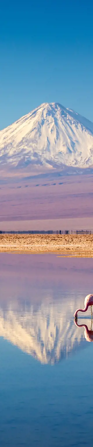Die Tierwelt der «Salar de Surire»